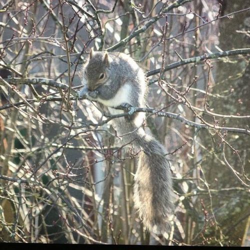 Christmas Day Squirrel. December 25, 2016