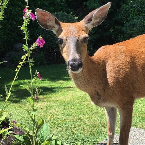 So many gentle souls in the garden today June 29, 2017  #deer #yyj #inspiration