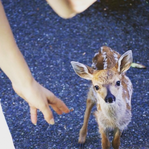 Fawn at back door, June 2015