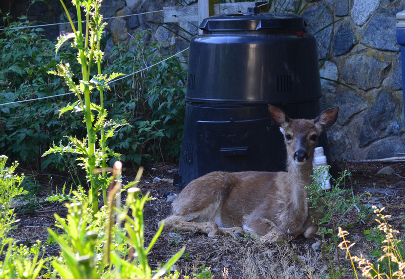 Deer in neighbouring yard.