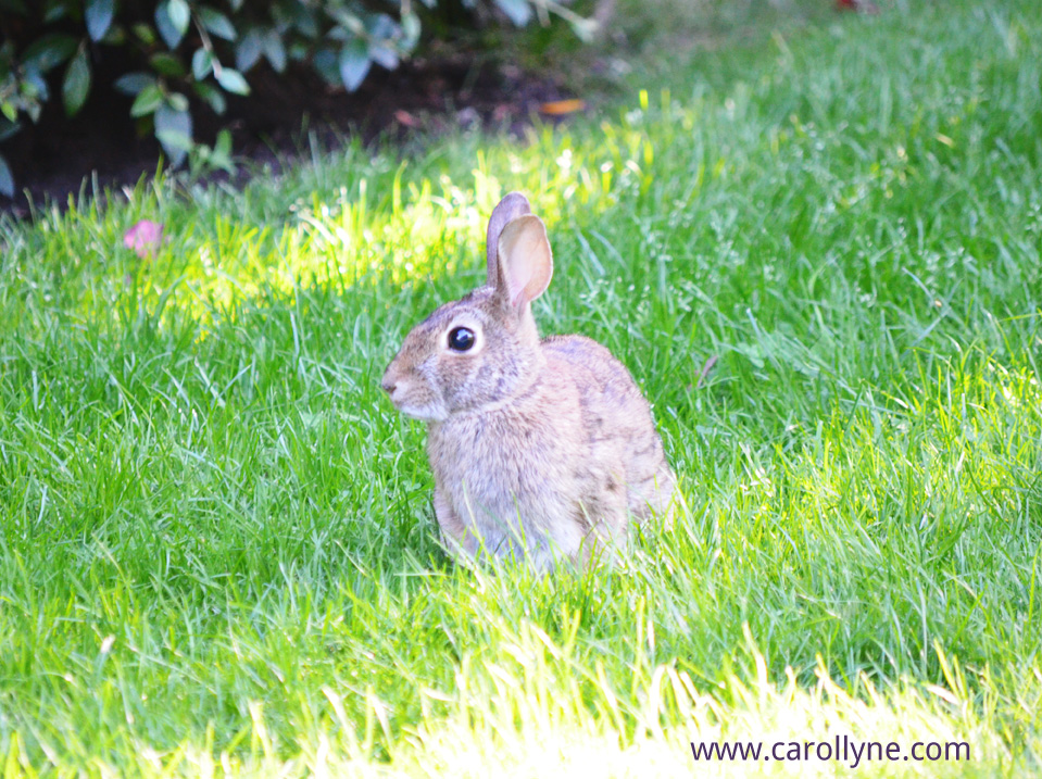 Bunny in the garden, photo by Carollyne Yardley, July 2013