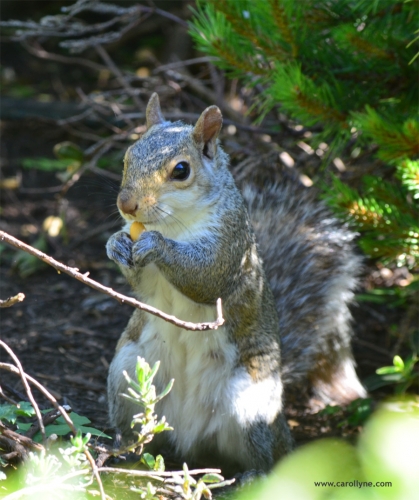 Carollyne's model squirrel. December 6, 2016