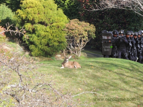 The Monarch of the Glen, Nov 19, 2013.