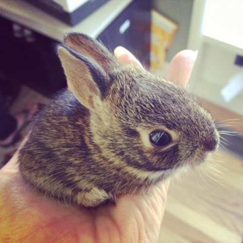 Baby bunny in the neighbours yard. May, 2015.