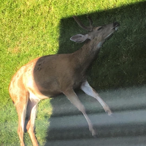 When you're too hungover to care about the sunburn on your ass. #deer #urban #buck #yyj July 2016