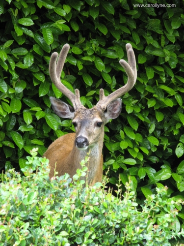 Deer in garden, November 6, 2015