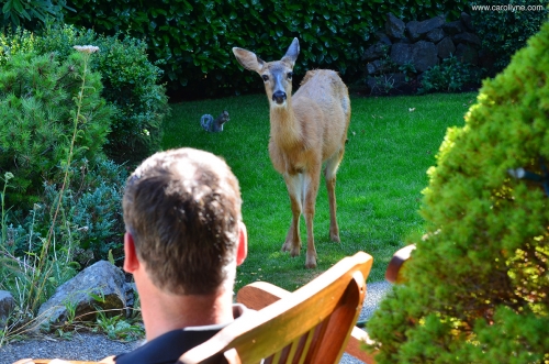 Deer saying hello, August, 2013