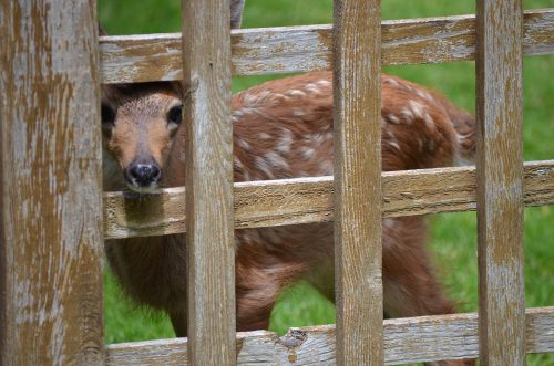 Fawn waiting for mom to return in my backyard. July 2017.