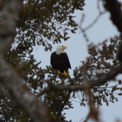 Eagle in the neighbours yard! March 29, 2018