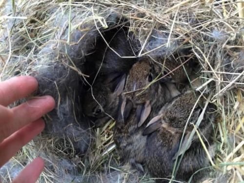 Rabbit nest in neighbours yard. Photo by Kristy G.  May 2015