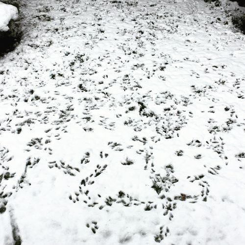 Tracks in the snow of front yard overnight. February 23, 2018