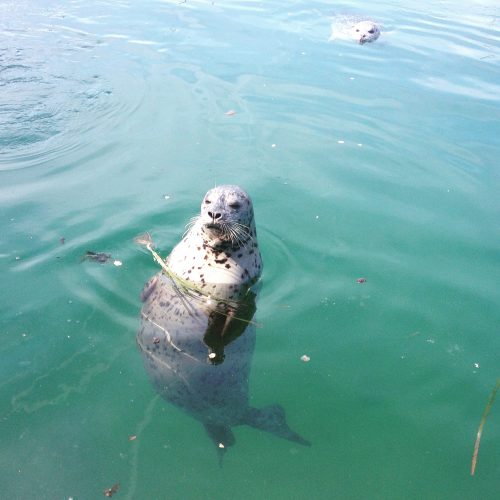 Harbour seal at Oak Bay Marina. More of the neighbours.  April 19, 2016