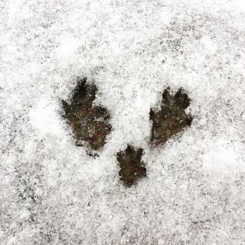 Footprints by Rattus norvegicus. Feb 8, 2017