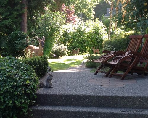 Carollyne Yardley, The Neighbours: Wanting to move to the big city, came home to this. The animals played me. June 4, 2014.