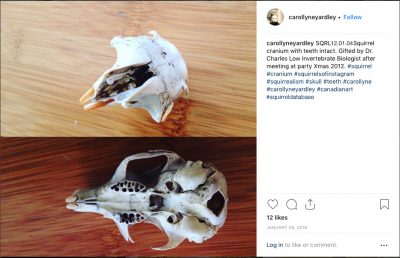 Skull: Squirrel cranium with teeth intact. Gifted by Dr. Charles Low, Invertebrate Biologist Xmas 2012 at Vic and Kathryn's house.