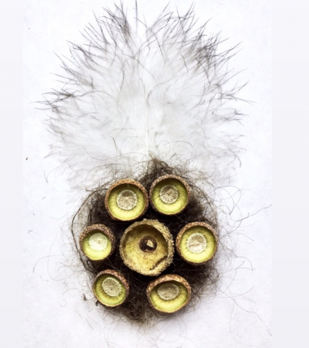 7 from the Park series. Peacock feathers, acorn cupule, squirrel hair, human hair, 3′ x 6′, 2019.