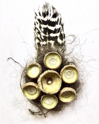 9 from the Park series. Peacock feathers, acorn cupule, squirrel hair, human hair, 3′ x 6′, 2019.