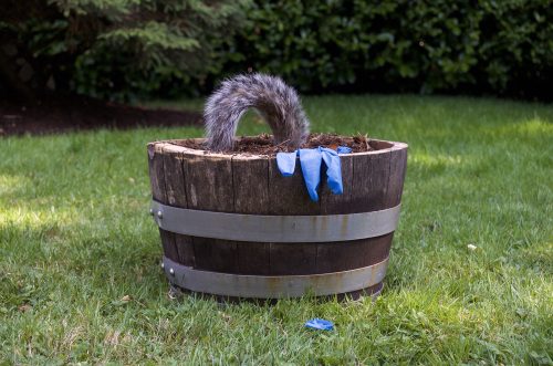 Remnants 1, from Pandemic Sculpture Garden, 2020 Potting soil, oak planter (formerly a sherry barrel with metal hoops ), used nitrile examination gloves, squirrel tail, human hair, 15″ x15″ x9”