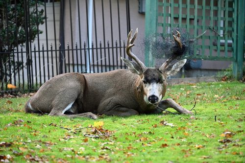 Tired and tangled Black-tailed Buck during the rut. November 2020.