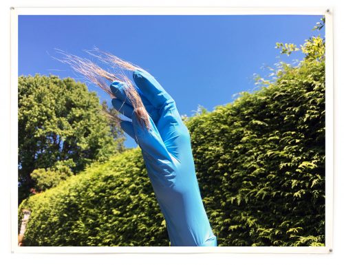 Rituals of Care (detail), from the Sympoetics of Squirrealism series, 2021. Garry oak seedling grown from foraged acorns, soil and oak barrel from garden (14″ x 9″ x 9″), gifted human hair, foraged used blue nitrile gloves, resin, acrylic nails, arm