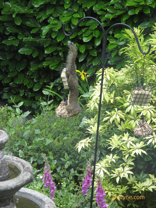 Acrobat Squirrel Acrobat Squirrel