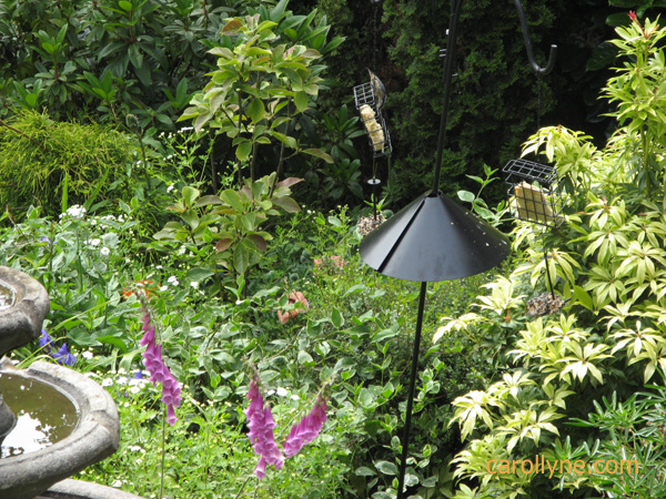 Squirrel Cone Cone of Starvation