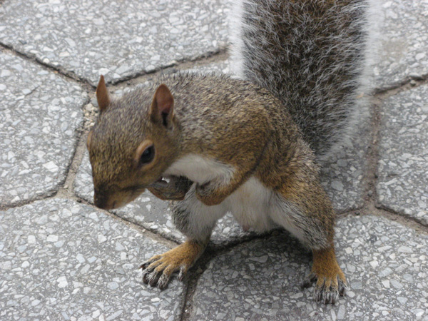 Central Park Squirrel, NYC. Ready to mess you up | 2011