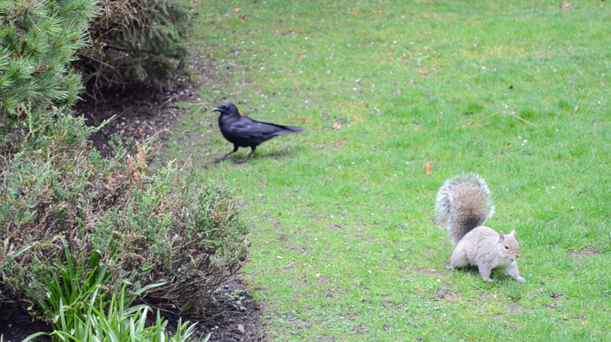 Squirrel and Crow circle the garden