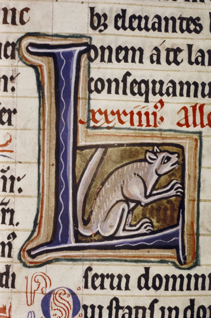 A grey squirrel in an initial letter L, psalter (Ashmole 1525, fol. 114v), c. 1210-1220