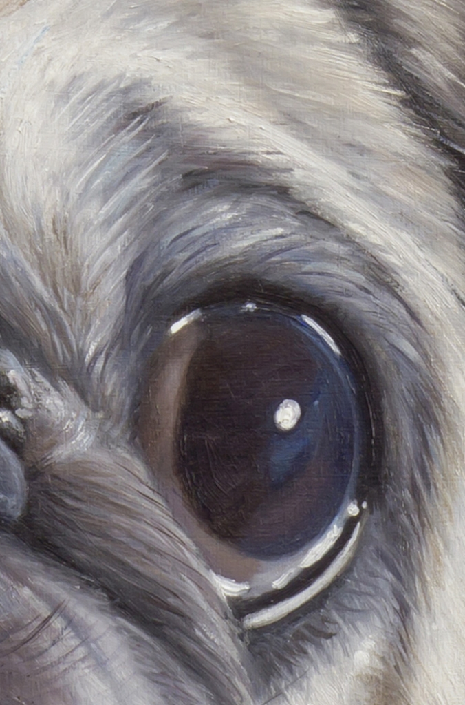 Lord Rocco The Pug - detail