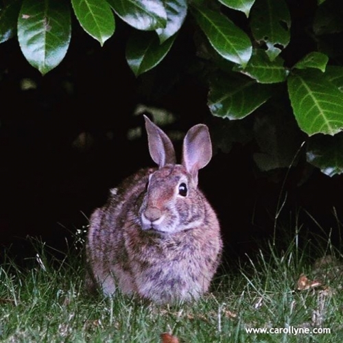 Love the rabbit in our garden so much. #urbananimals #urban #animal #bunny #rabbit #hare #wild #garden #carollyne #carollyneyardley #yyj July 2016.