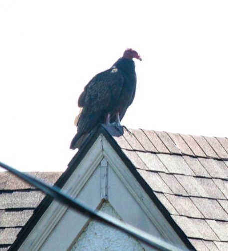 Turkey Vulture on roof next door.  December 2015