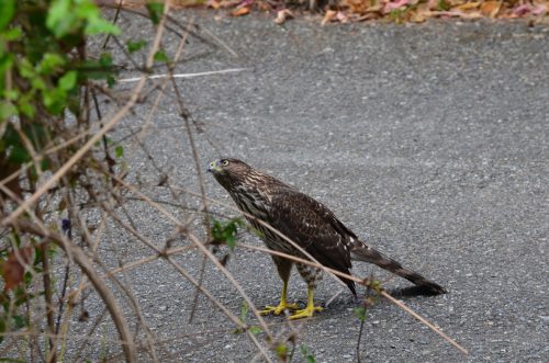 Cooper’s hawk (Accipiter cooperii) coming to get the little birdies.  Aug 26, 2012