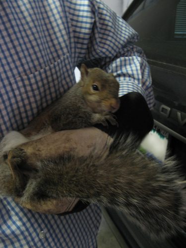 Injured Squirrel, December 2009