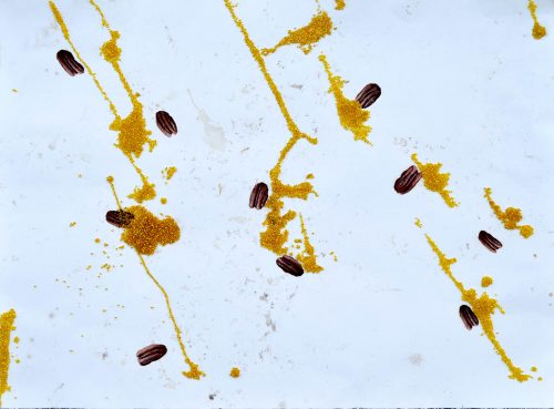Squirrel Co-Lab, Squirrel Urine, mud, repurposed beads, oil paint on watercolour paper, 2018