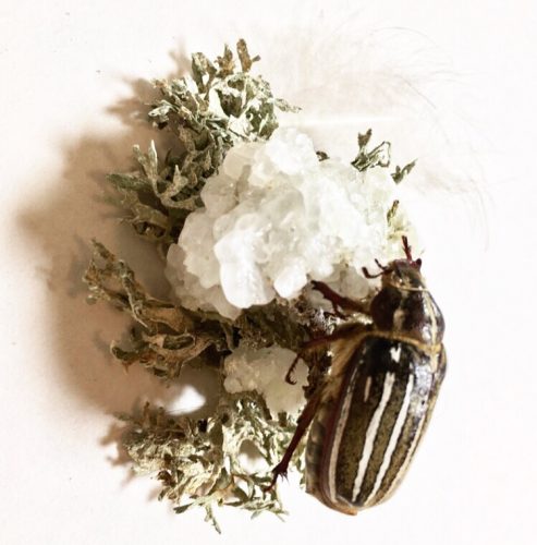 Foraging 1 from the Park series. Peacock feathers, salt and borax crystals, cypress tree, lichens, ten-lined June beetle. 3″ x 3″, 2019.