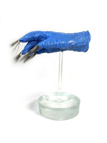 Contagion, 10” x 10” x 5″, human hair, resin, blue nitrile glove, acrylic nails, squirrel hair, 2020