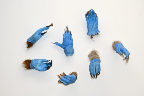 Contagion (detail), from the Sympoetics of Squirrealism series, 2021. Gifted human hair, foraged used blue nitrile gloves, resin, acrylic nails, armature, 25″ x 32″ x 8″ (each hand 10″ x 3″ x 4″).