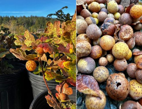 Garry oak gall ink, research-creation