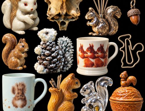 Squirrel Database: Cataloguing Connection