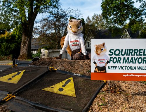 Squirrel for Mayor: A Campaign for Listening