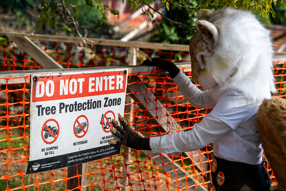 Photo by James MacDonald. Squirrel for Mayor considers the boundaries of a tree protection zone during the 2026 campaign.